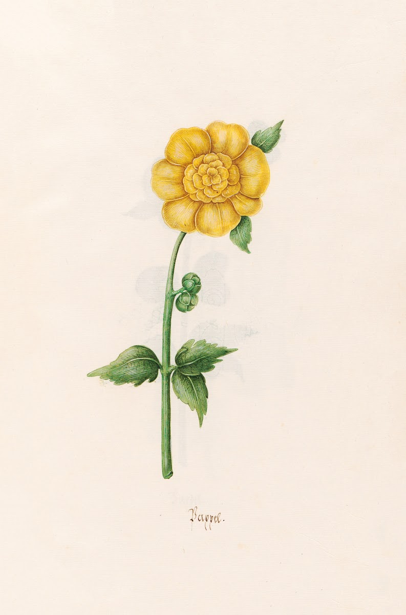 Pappel 1692