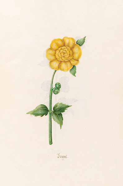 Pappel 1692