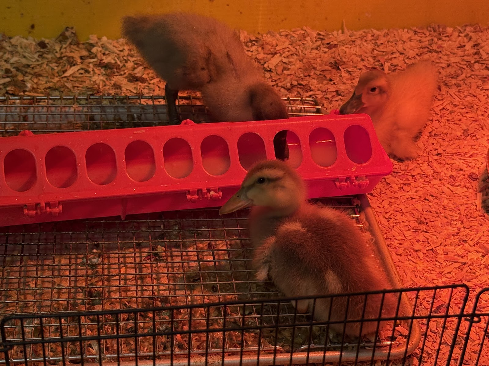 Golden Cascade Duckling