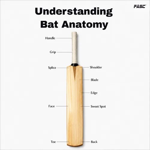 Understanding Bat Anatomy