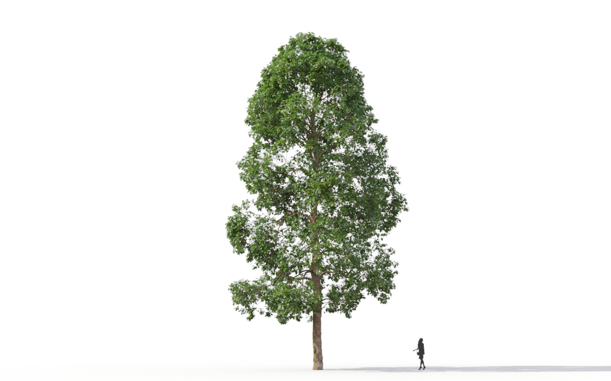 Maxtree - Plant Models Vol.11