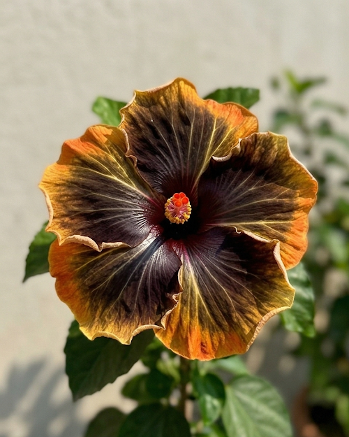 Hibiscus Peter's Black Magic
