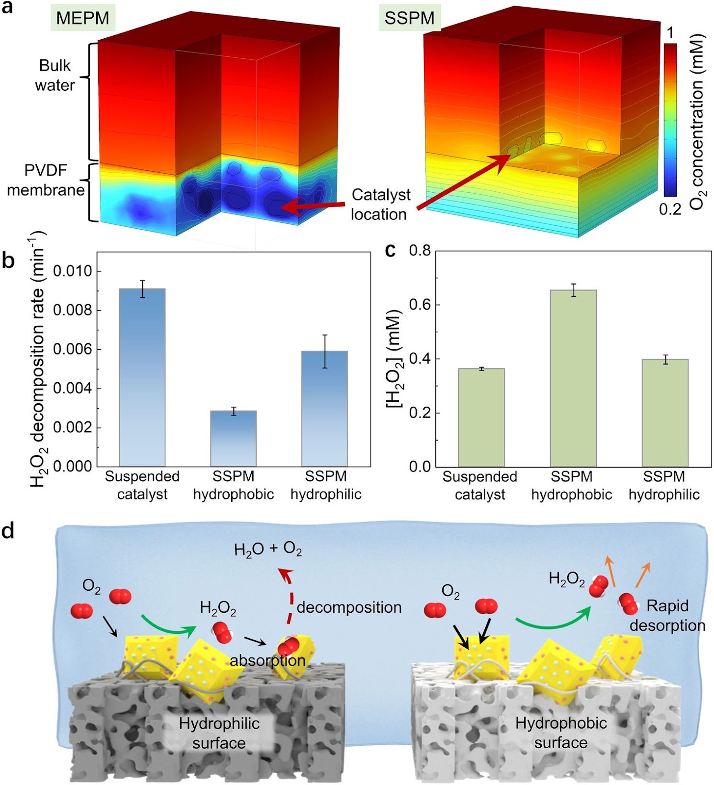 Binder-Free Immobilization of Photocatalyst on Membrane Surface for Efficient Photocatalytic H2O2 Production and Water Decontamination