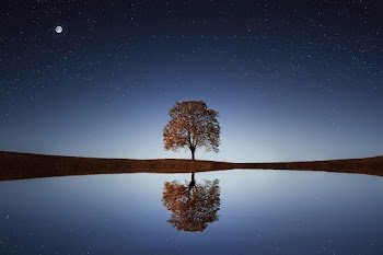 Night Tree Wallpaper