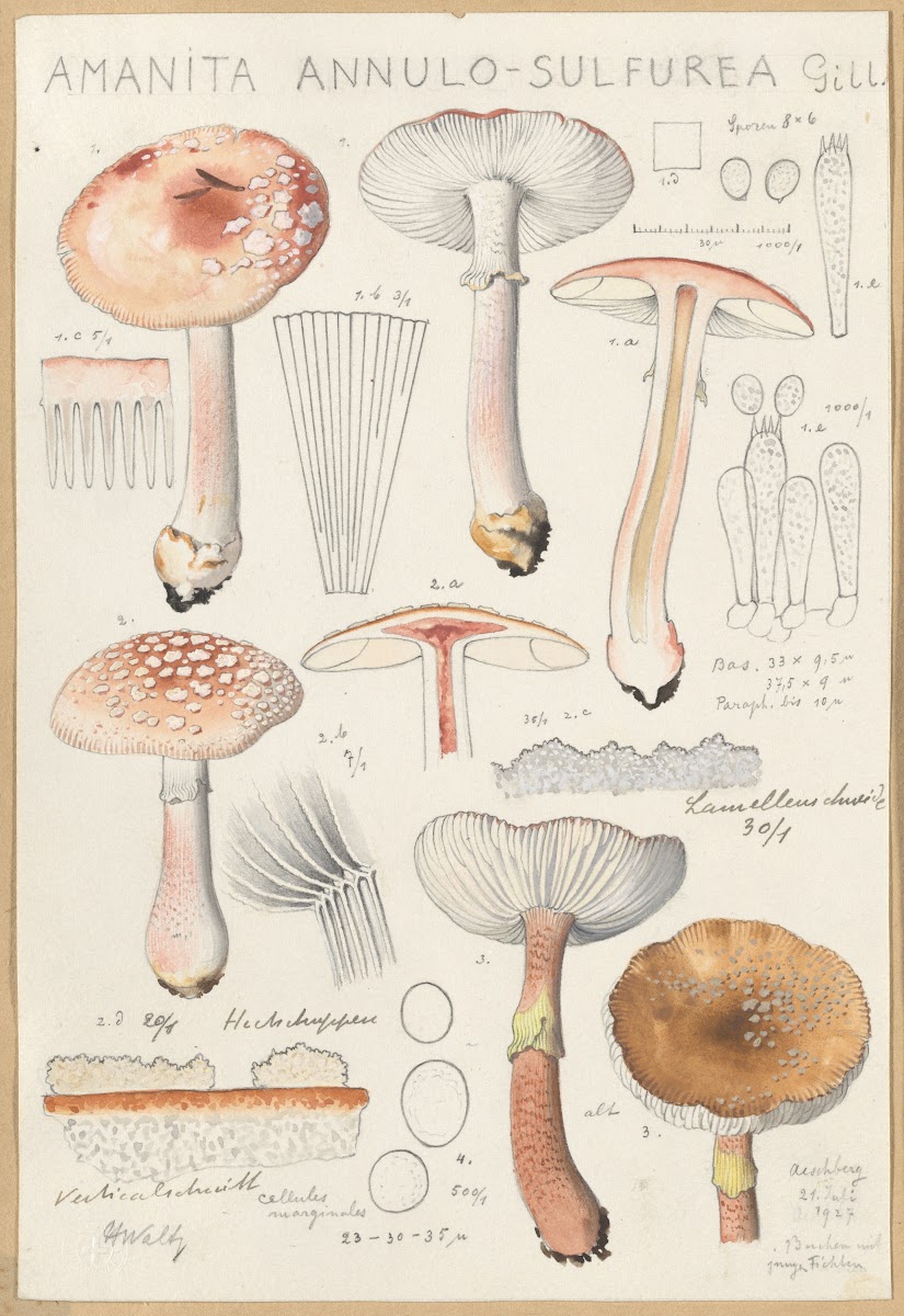 Amanita annulo sulfurea 1915 1945