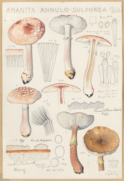 Amanita annulo sulfurea 1915 1945