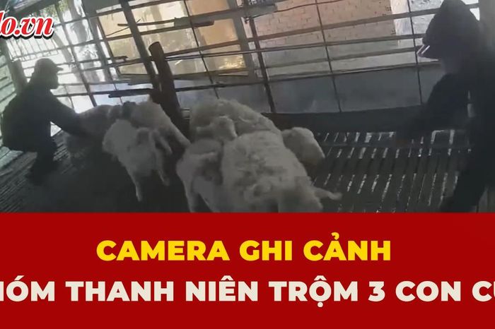 Cận cảnh nhóm thanh niên bắt trộm cừu ở Khánh Hòa - Báo Pháp Luật TP.HCM