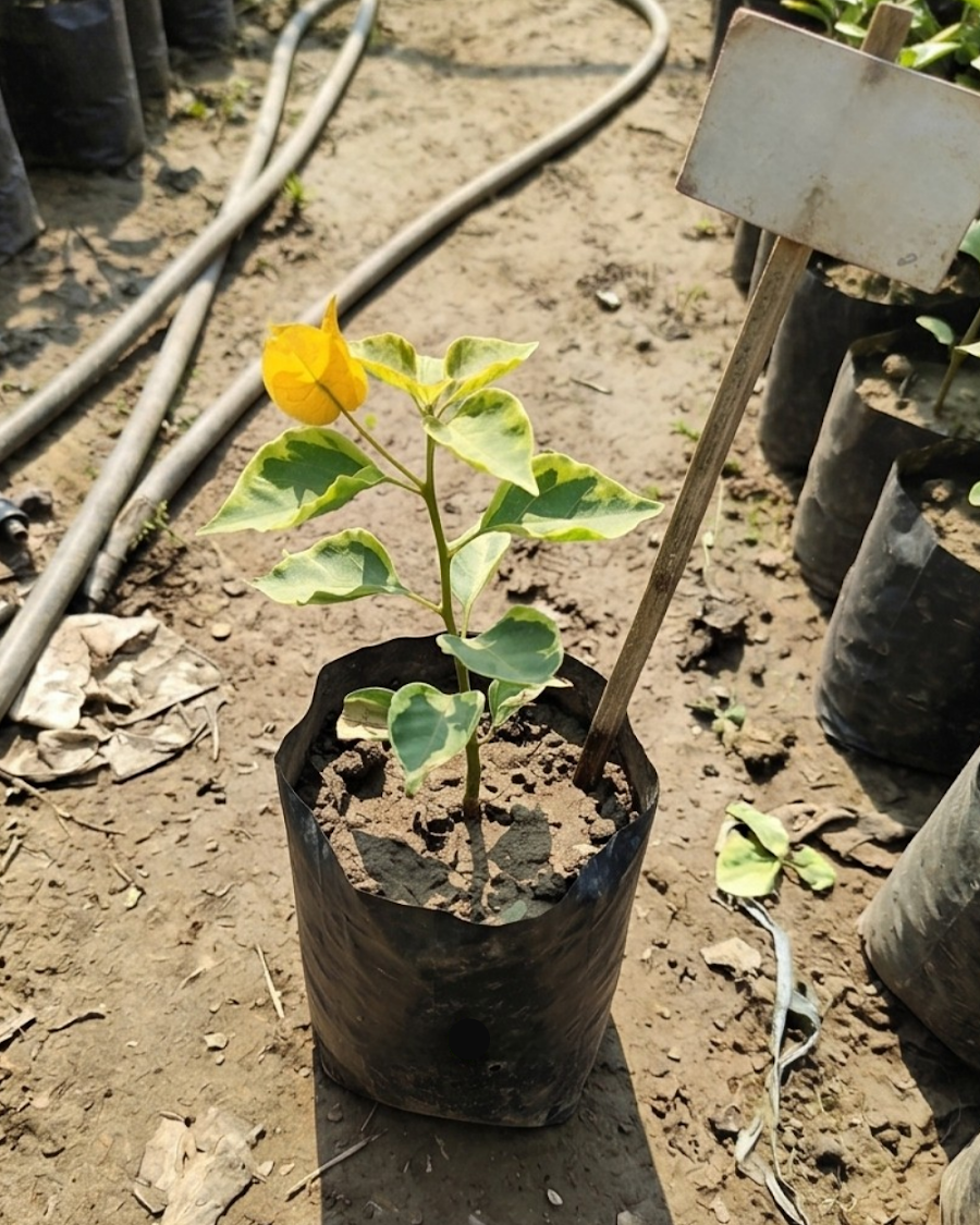 Imported July Gold Bougainvillea Plant — view 3