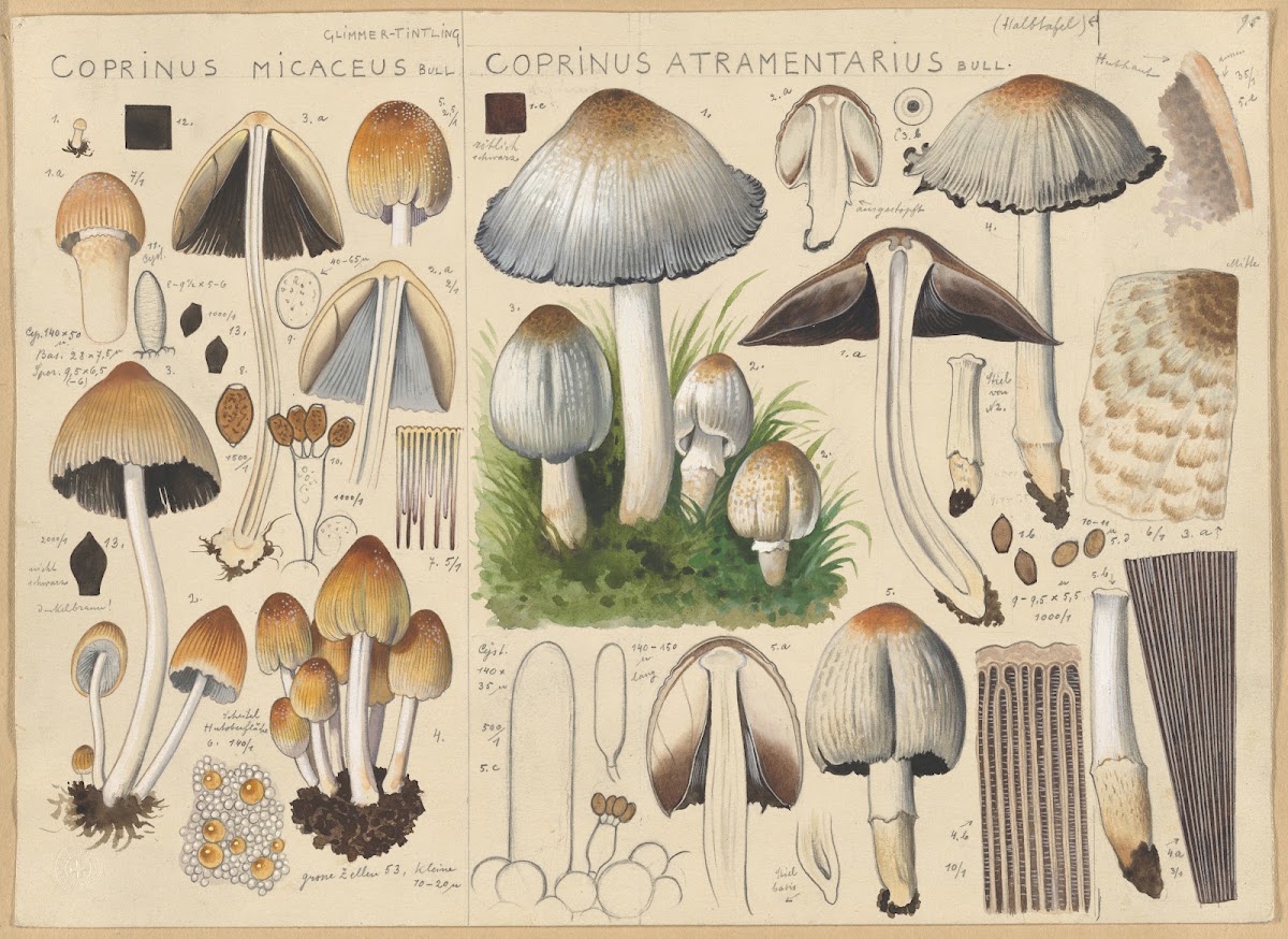 Coprinus micaceus Coprinus atramentarius 1915 1945