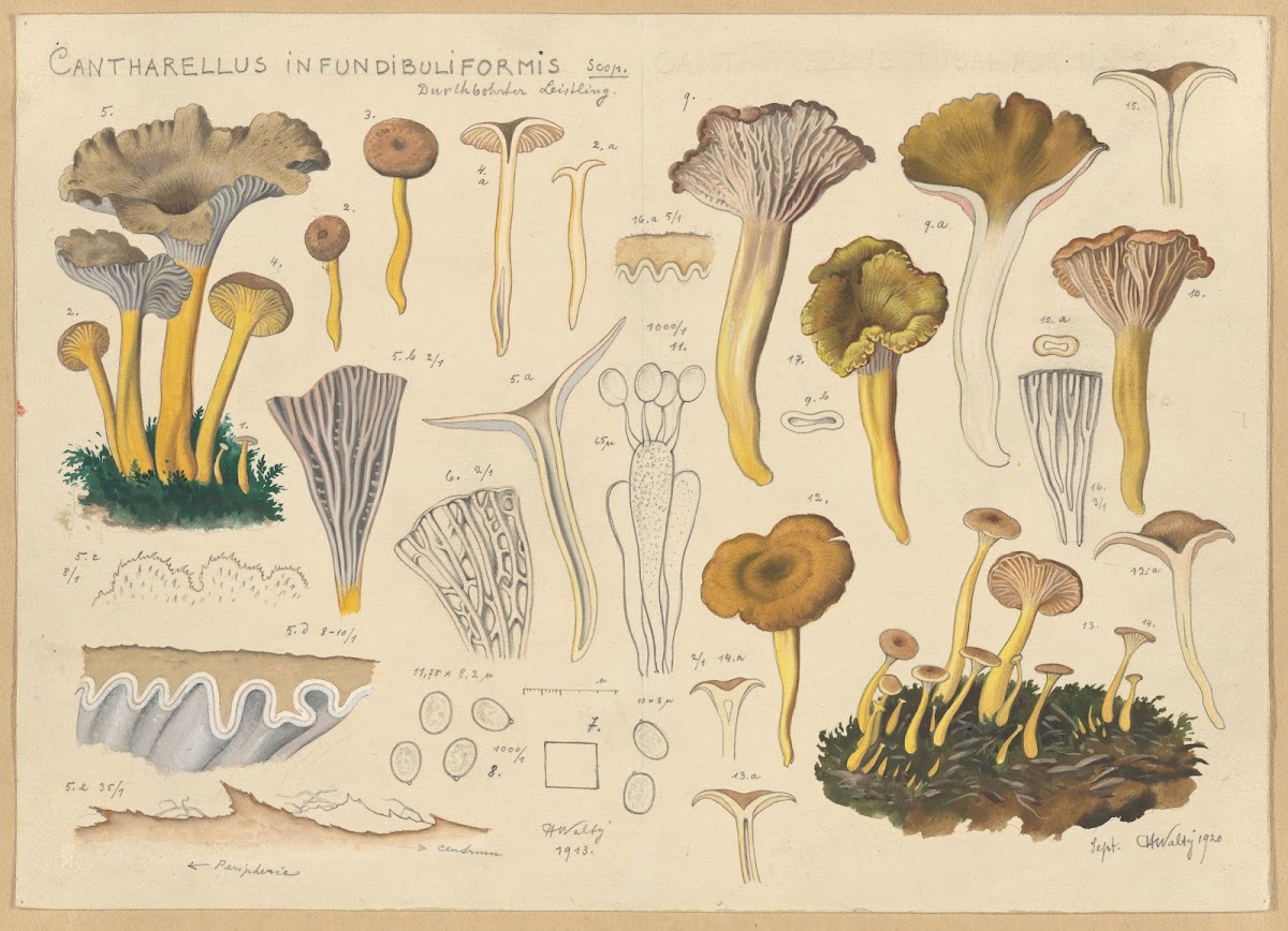 Cantharellus infundibuliformis Scop 1915 1945