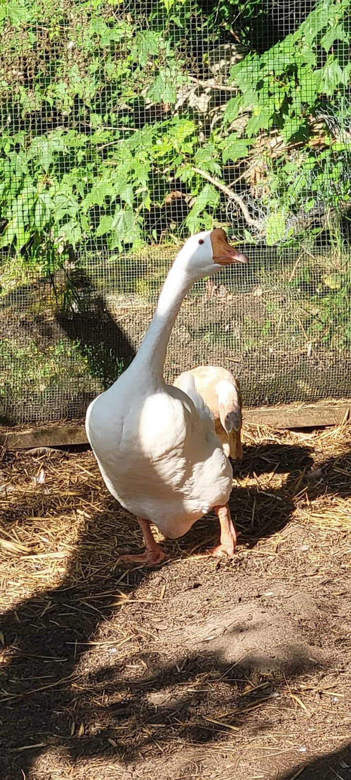 White Chinese Goose
