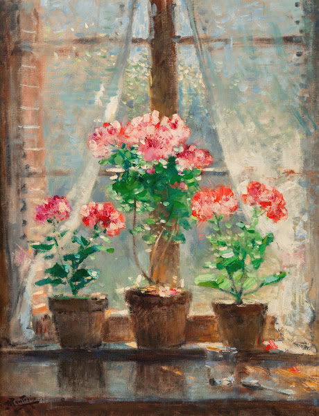 Geraniums