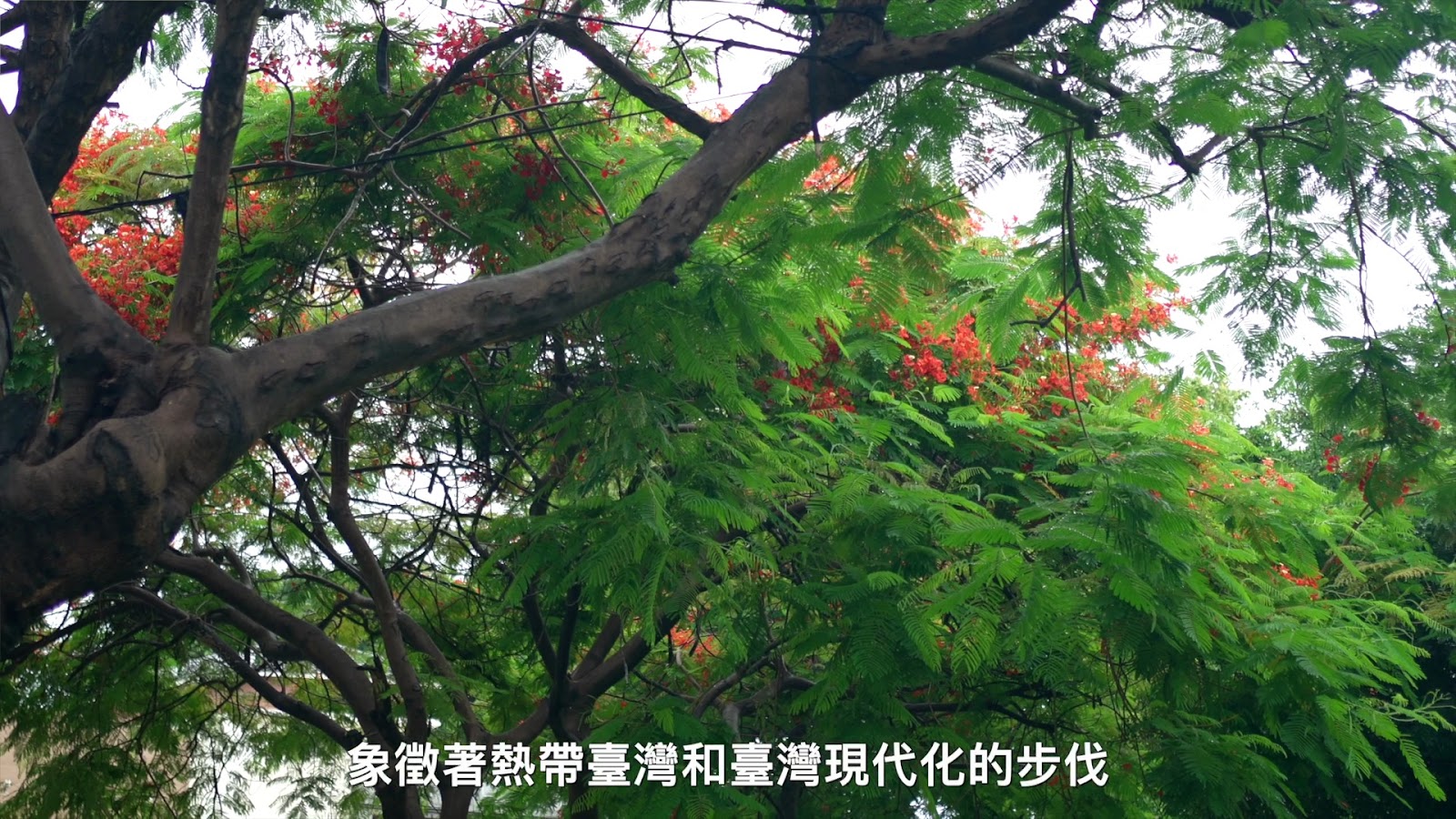 米可白台南老樹一日遊 screenshot 2