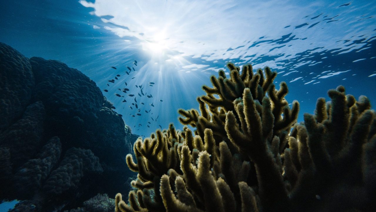 Indonesia coral reef. Restore Indonesia coral reef, Indonesia coral reef, restore coral reef. CarbonEthics Indonesia