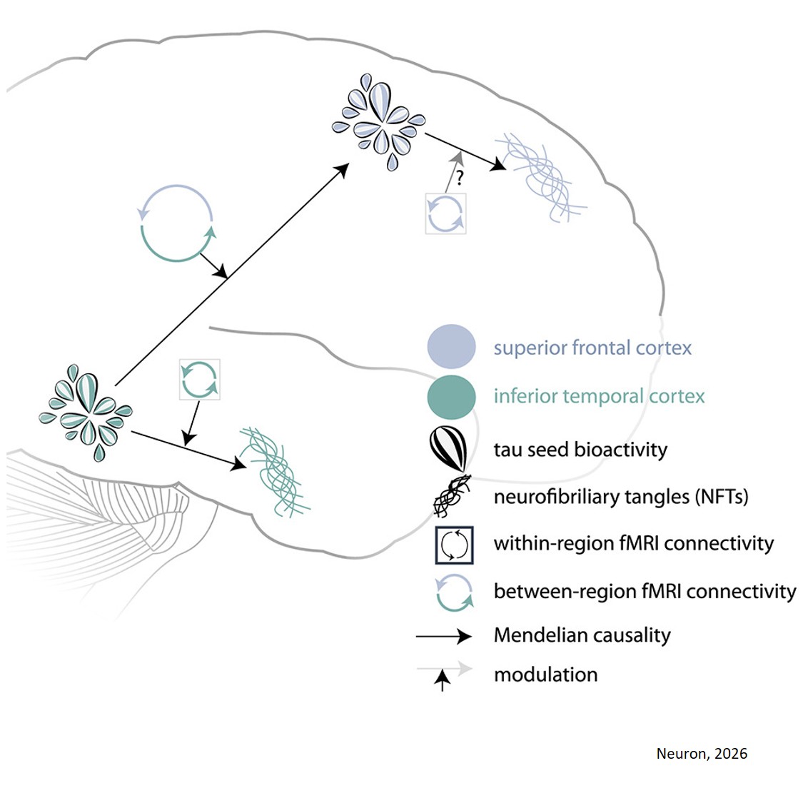 Tau seeds induce neurofibrillary tangle formation across brain regions via individual-specific connectivity