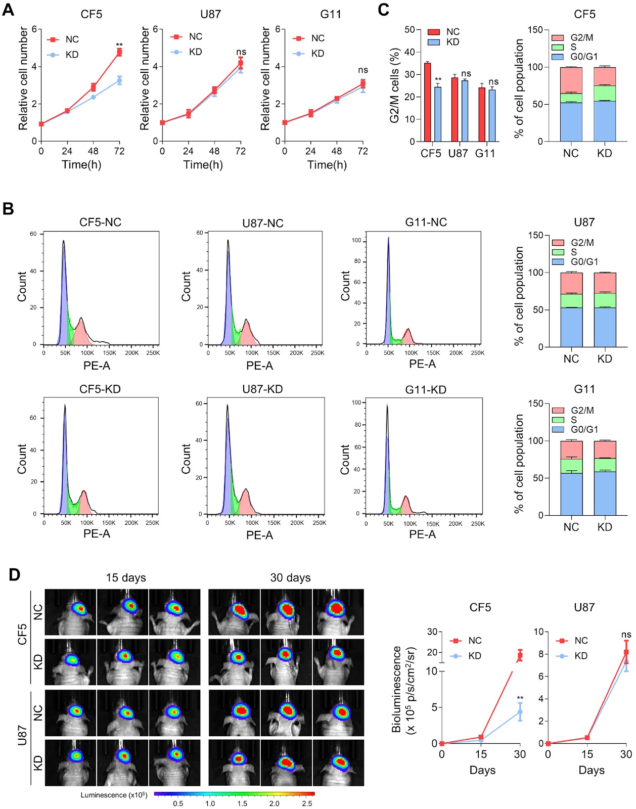 Unique gene patterns lead to distinct functional phenotypes and chemosensitivity profiles among subclones obtained from a single glioblastoma cell line