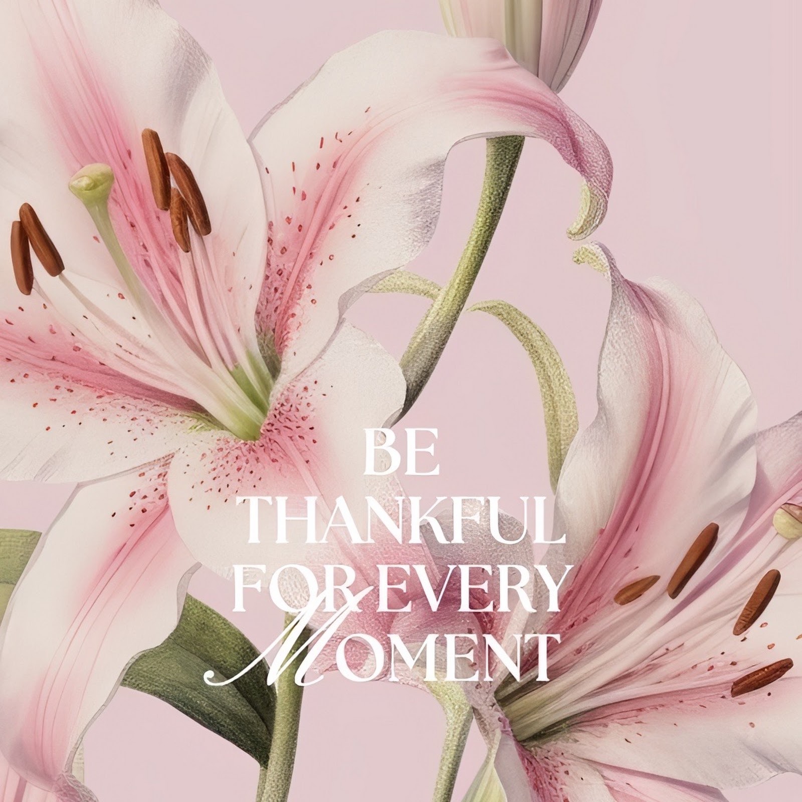 Download Pink Lilies With Inspirational Quote Full HD iPhone