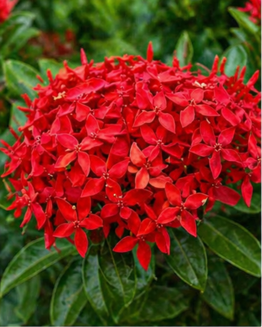 Ixora Red Plant — view 3