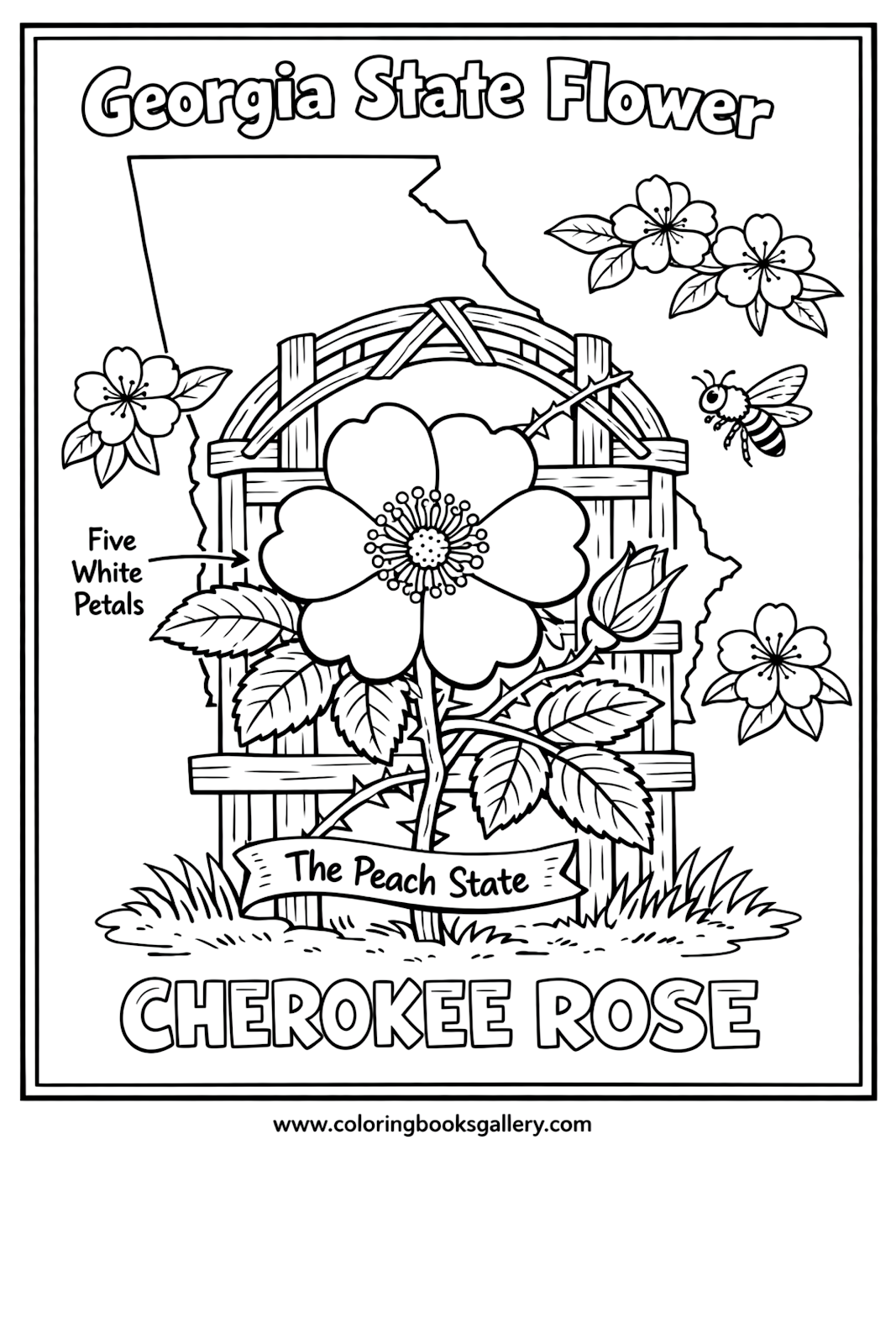 Georgia State Flower – Simple Educational Printable Coloring Page for Kids – printable coloring page