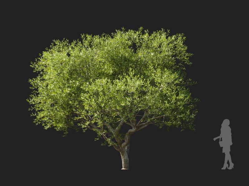 Maxtree - Plant Models Vol.127