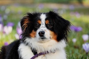 \$162,000 Grant Transforms Hamden's No-Kill Animal Shelter to Meet 300% Surge in Pet Surrenders
