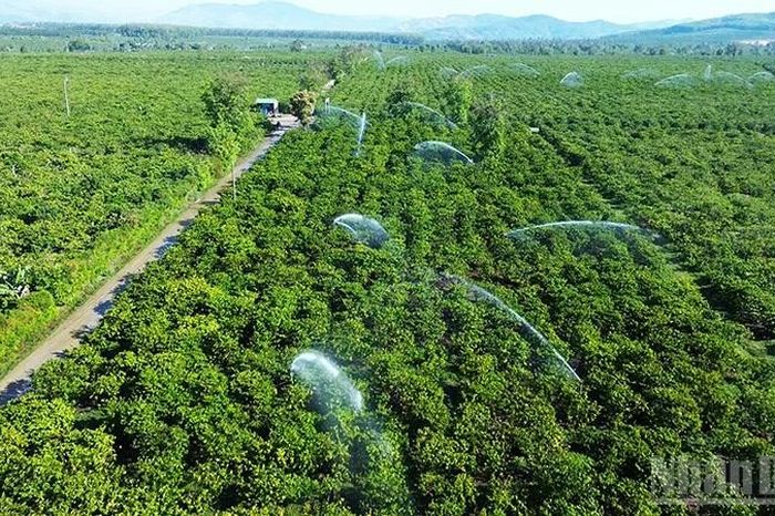Chủ động giữ nguồn sống cho cây trồng - Báo Nhân Dân