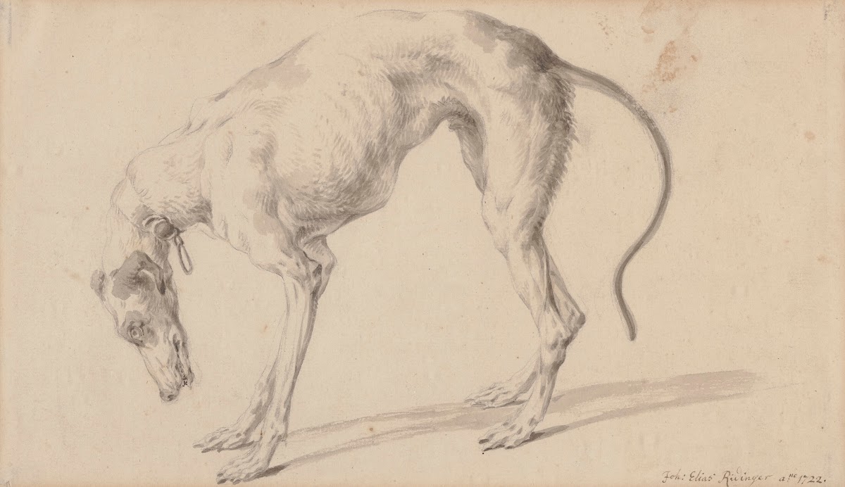 Study of a greyhound 1722