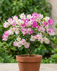Imported Madonna Bougainvillea Plant