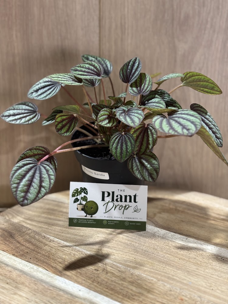 Piccolo  Banda Peperomia