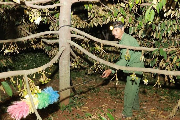 Trắng đêm thụ phấn cho sầu riêng - Báo Sài Gòn Giải Phóng