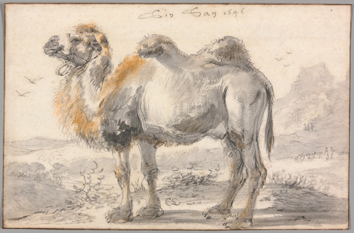 A Camel 1646