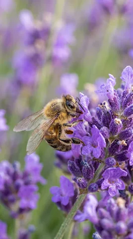 Bee Pollinating Purple Flower Macro