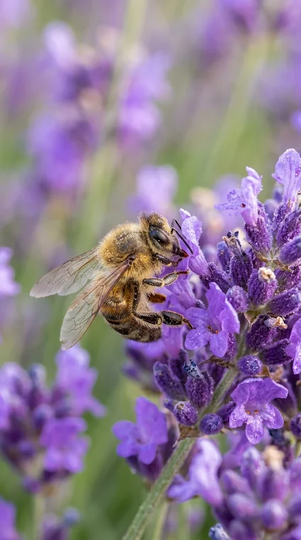 Bee Pollinating Purple Flower Macro