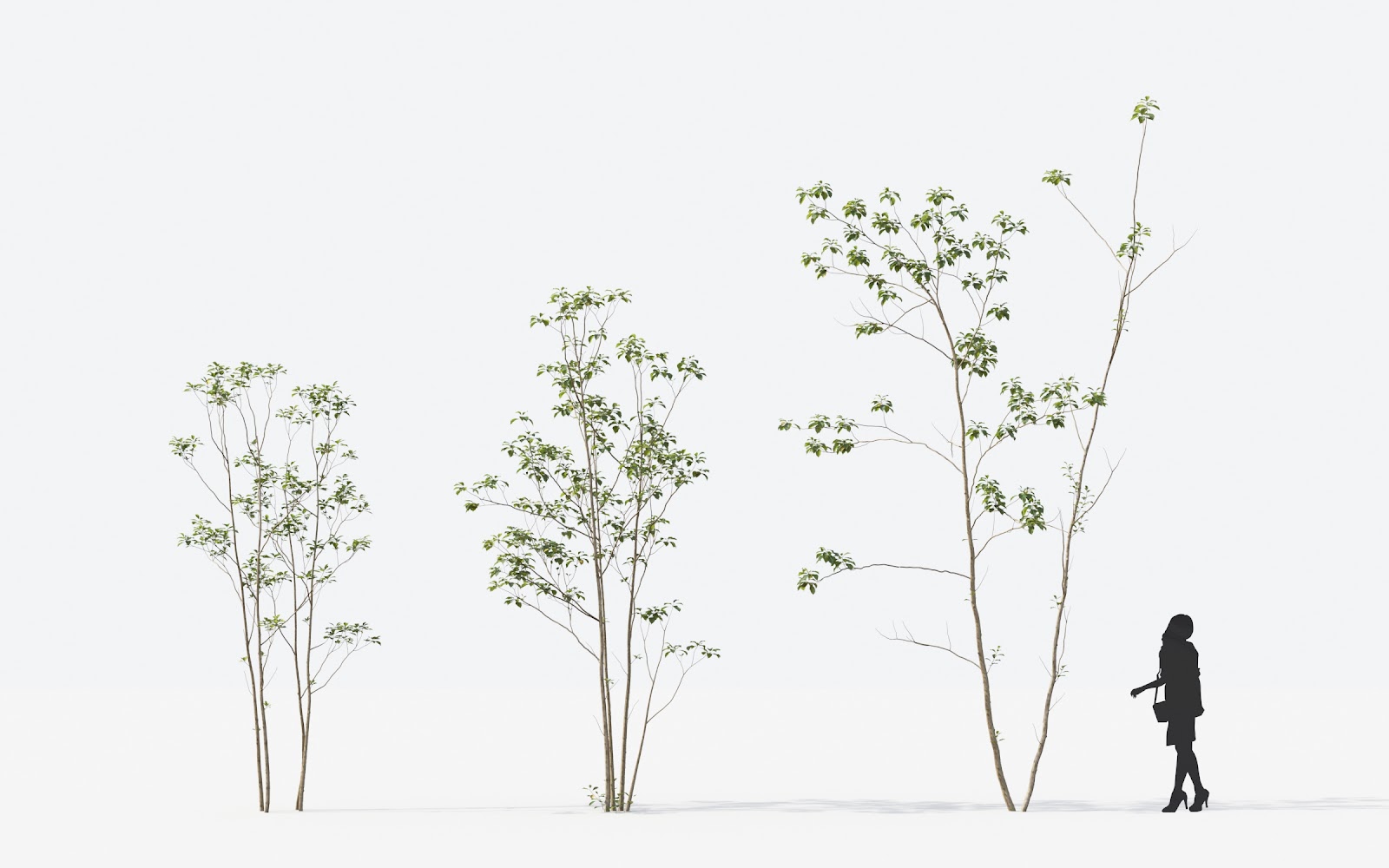 Maxtree - Plant Models Vol.14