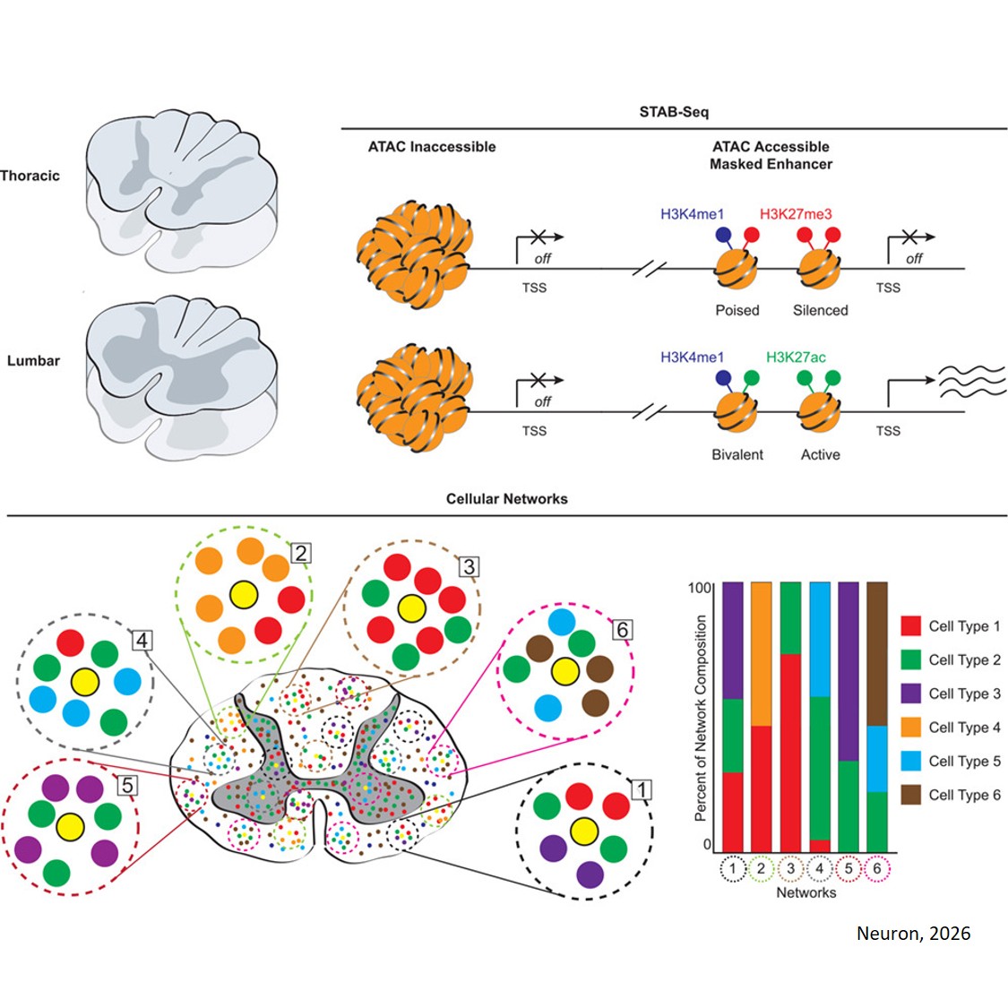 Enhancer dynamics and cellular architecture in the human spinal cord