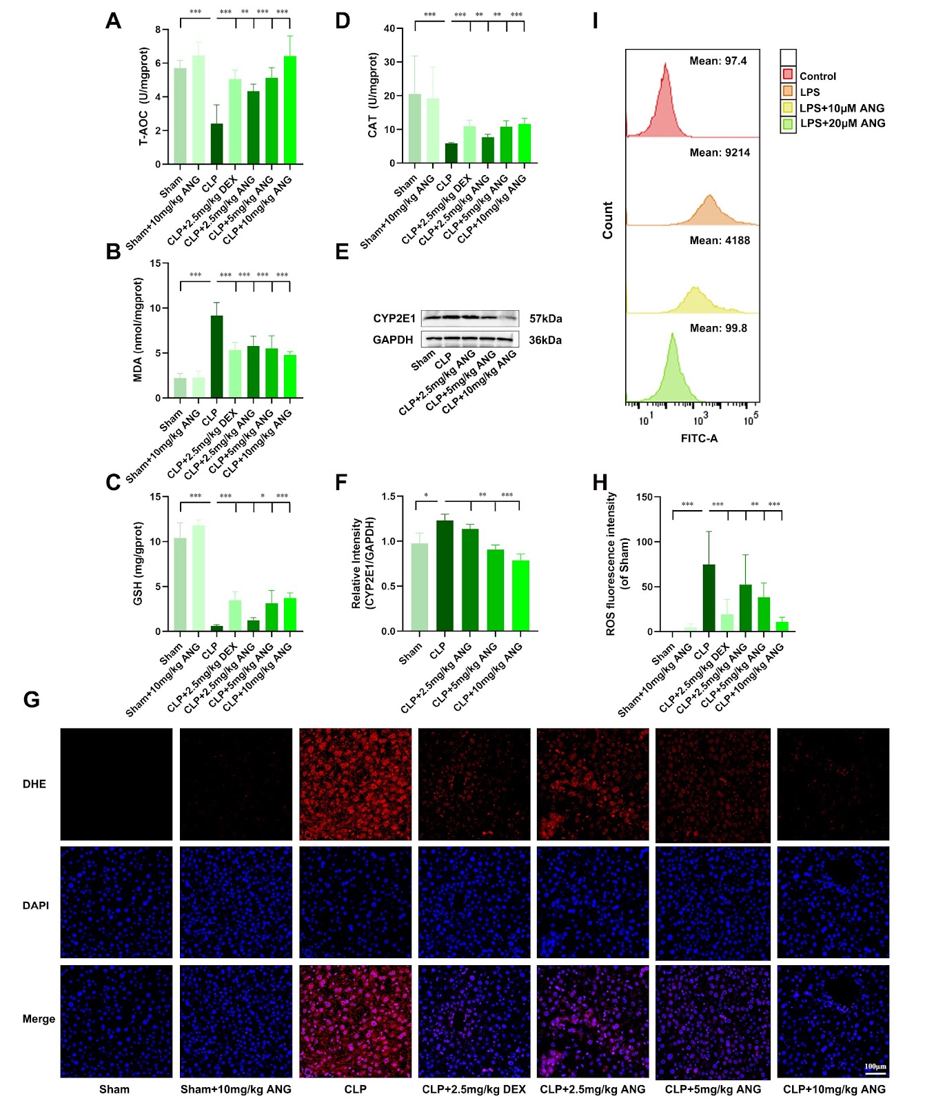 Angelicin attenuates sepsis-associated acute liver injury via p38 MAPK inhibition and NF-κB-mediated Nrf2/Keap1 activation to suppress inflammation and oxidative stress