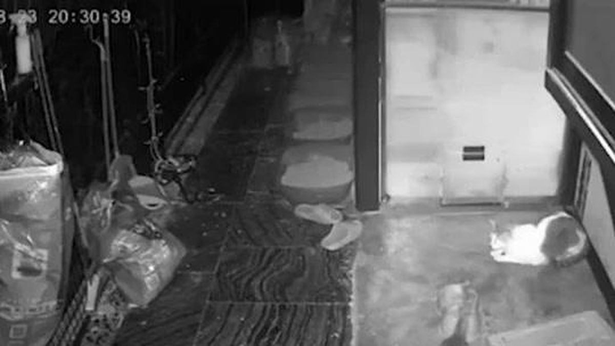 Trăn đột nhập nhà dân giữa đêm, liên tiếp truy đuổi đàn mèo khiến chủ nhà khiếp vía - Tạp chí Doanh Nghiệp Việt Nam
