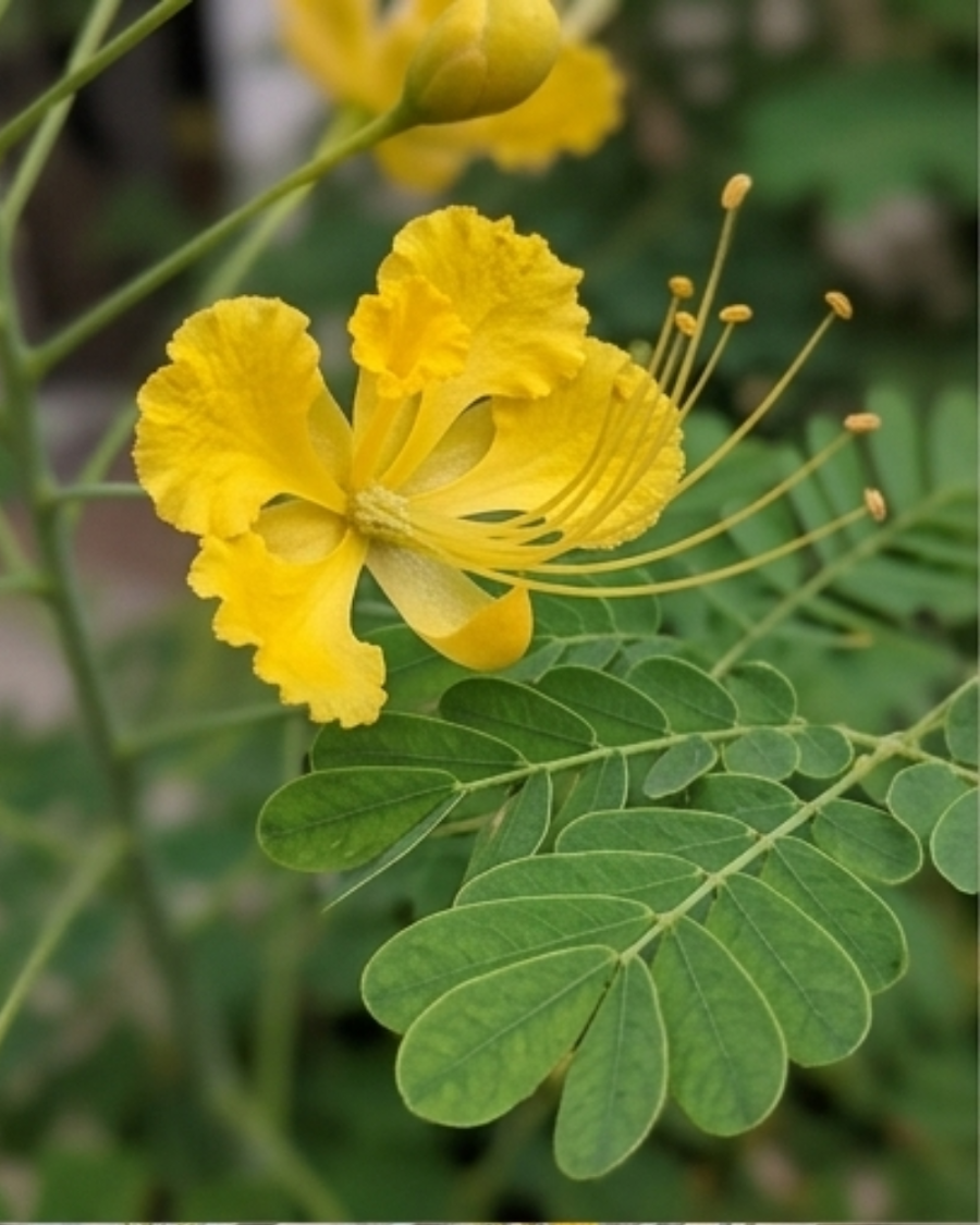 Radhachura Dwarf Plant — view 4