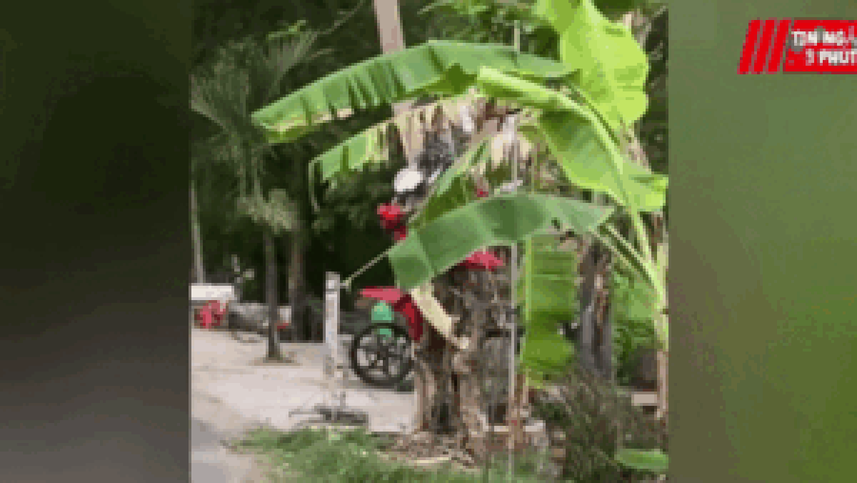Trên đường đi làm, cô gái gặp cảnh tượng 'giật bắn mình' ở gốc cây ven đường - Tạp chí SaoStar