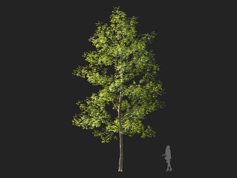 Maxtree - Plant Models Vol.114