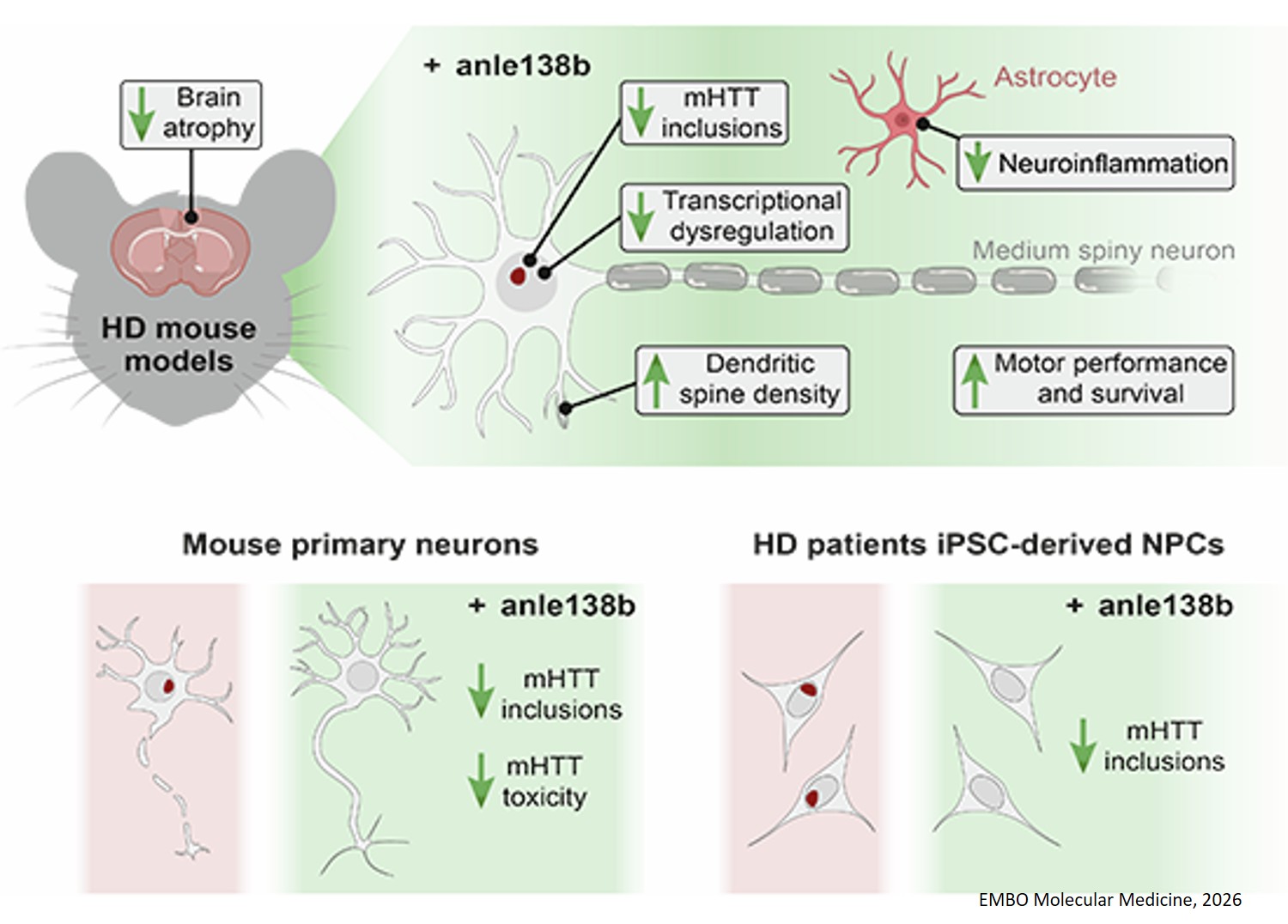 Anle138b ameliorates pathological phenotypes in mouse and cellular models of Huntington’s disease