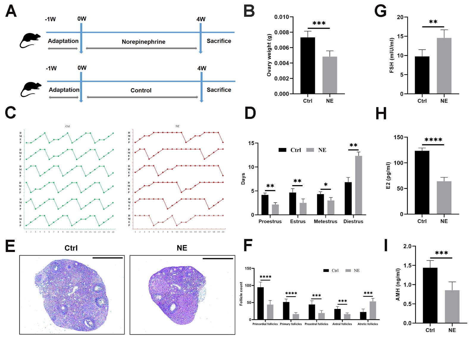 The effect of norepinephrine on ovarian dysfunction by mediating ferroptosis in mice model