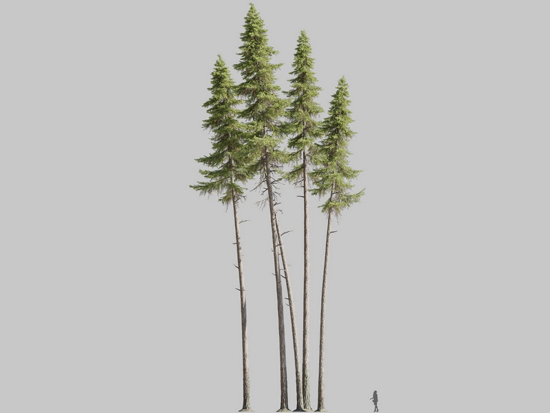 Maxtree - Plant Models Vol.126
