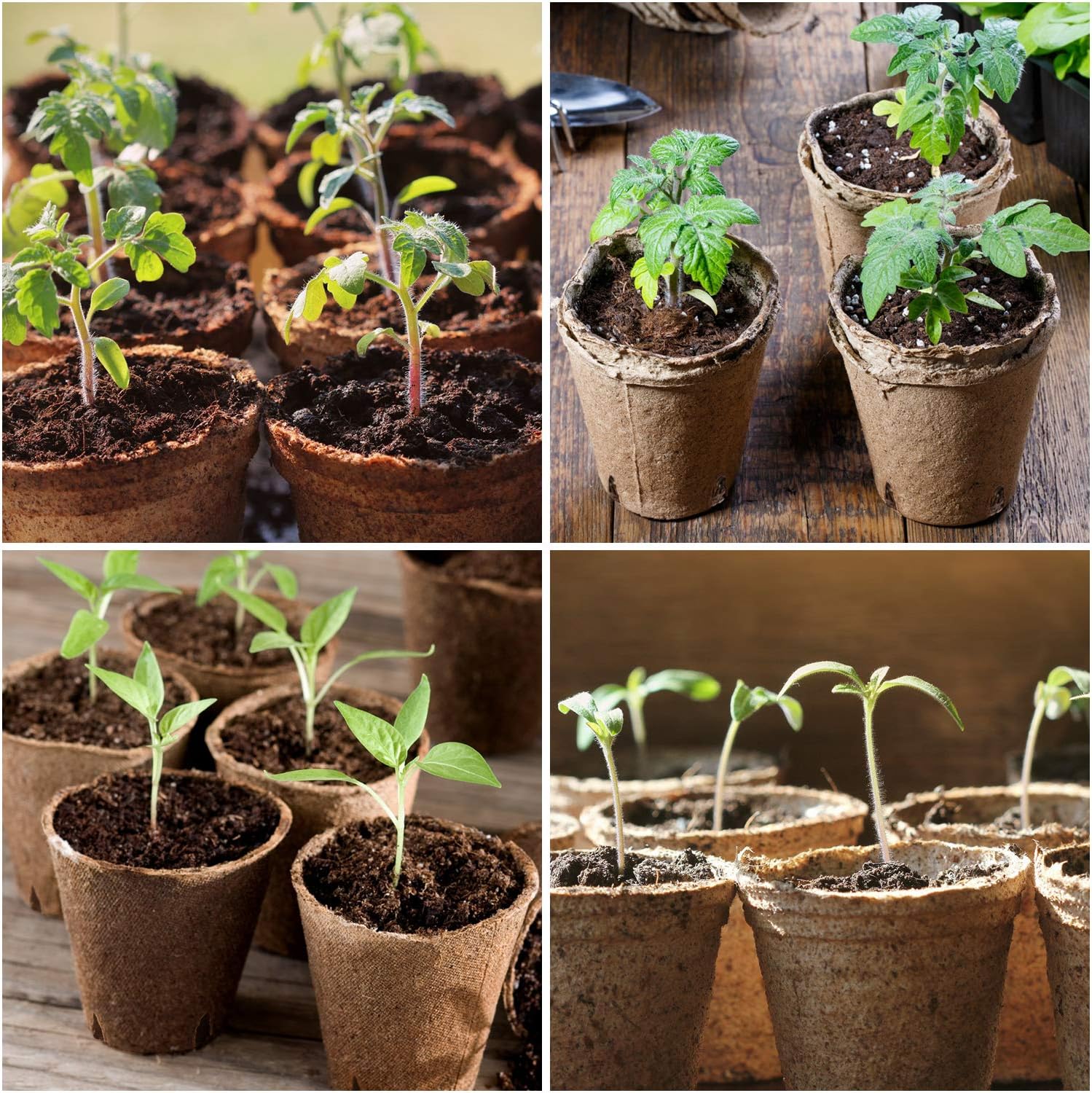Peat Pots Seed Starter