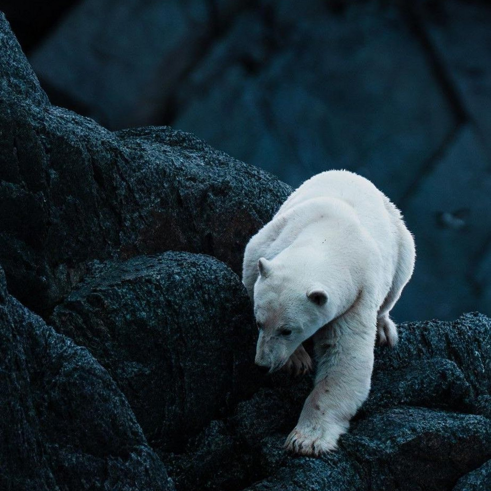 Download Polar Bear On Dark Rocks iPhone
