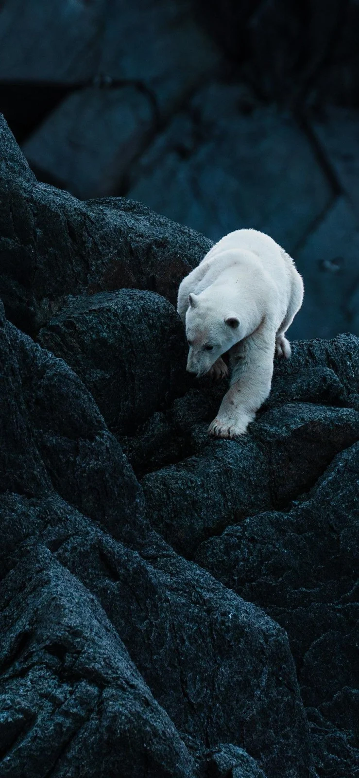 Polar Bear On Dark Rocks - Wildlife Photography iPhone Wallpaper (923x1999)