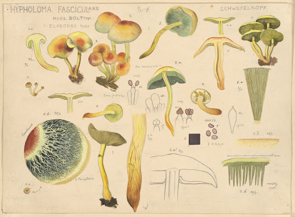 Hypholoma fasciculare Huds Bolt 1791 1915 1945