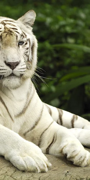 White Tiger, Bengal Tiger, Big Cat Full HD Wallpaper Background