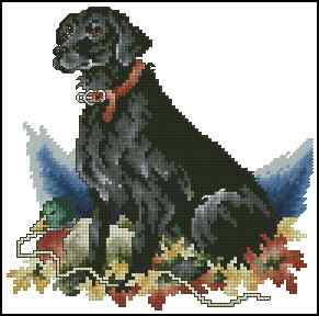 CMP 400181 Black Labrador