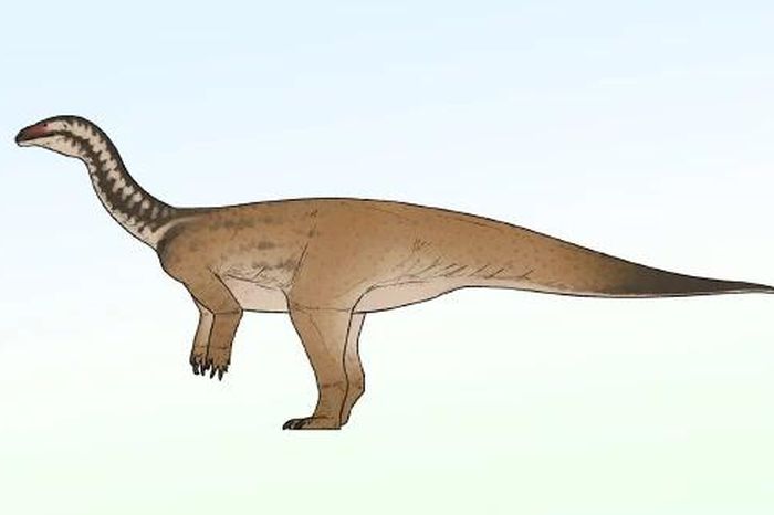 Bộ xương 190 triệu tuổi hé lộ loài khủng long mới dài tới 10m - Báo Tri thức &amp; Cuộc sống